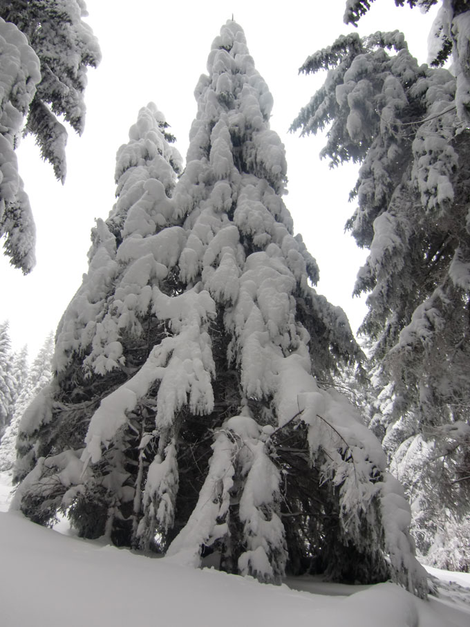 Weihnachtsbaum welovesnow2